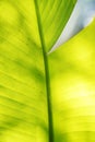 Banana palm tree leaf close-up Royalty Free Stock Photo