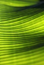 Banana palm tree leaf closeup. Natural textural background. Green color Royalty Free Stock Photo