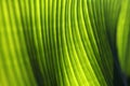 Banana palm tree leaf closeup. Natural textural background. Green color Royalty Free Stock Photo