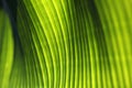 Banana palm tree leaf closeup. Natural textural background. Green color