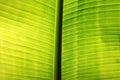 Banana palm tree leaf closeup. Natural texture background. Green color. Soft focus. Sun light effect Royalty Free Stock Photo