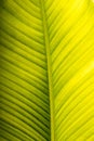 Banana palm tree leaf vein. Fresh and green background-2 Royalty Free Stock Photo