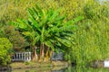 Banana palm trees in a park on the shore of a reservoir with a concrete fence with columns, near pond Royalty Free Stock Photo