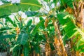 Banana palms with fruits growing on them. Bundles of green bananas on palm trees. Harvest bananas