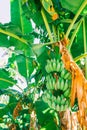 Banana palms with fruits growing on them. Bundles of green bananas on palm trees. Harvest bananas