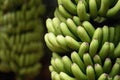 Banana palms plantation,bunches of green bananas on a branch of banana palm Royalty Free Stock Photo