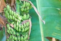 Banana palms plantation,bunches of green bananas growing on a branch of banana palm. Natural texture. Royalty Free Stock Photo