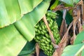 Banana palms plantation,bunches of green bananas growing on a branch of banana palm. Natural texture. Royalty Free Stock Photo