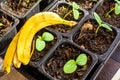 Banana peel as a fertilizer for seedlings of the pumpkin family for feeding with potash organic fertilizers