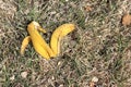 Banana peel on dry grass. daylight. there is toning