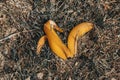 Banana peel on dry grass. daylight. there is toning