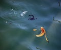 yellow Banana peel floating in dirty water Royalty Free Stock Photo