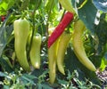 Banana Pepper Plant Royalty Free Stock Photo