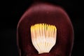 Banana plaintain flower with a dark background