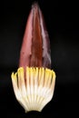 Banana plaintain flower with a dark background