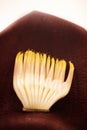 Banana plaintain flower with a white background