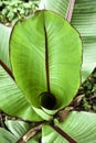 Banana Plant