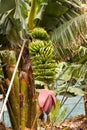 Banana plant Royalty Free Stock Photo