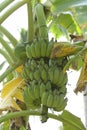 Banana plant