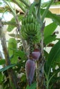 Banana plant with blossom and quantities of fruits