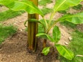 Banana pups, suckers or offshoots closeup view