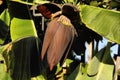 Banana Plant Close Royalty Free Stock Photo