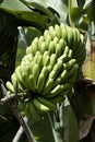 Banana plant & fruit on a Plantation, La Palma, Canary Islands, Spain Royalty Free Stock Photo