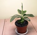 Banana plant growing inside, how to grow bananas concept