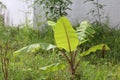 Banana plant is growing quite large and looks promising in terms of yield. Fruit plant of this kind is always benificial