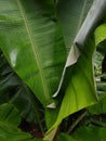 Banana plant leaf, close-up view Royalty Free Stock Photo