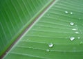 Banana plant leaf with dew drops Royalty Free Stock Photo