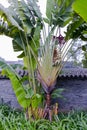 The Banana plant near the wall