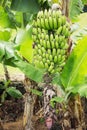 Banana plant with overblown flower