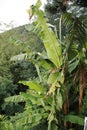 Banana plant, with banana sheets and blossom Royalty Free Stock Photo