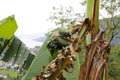 Banana plant, with banana sheets and blossom Royalty Free Stock Photo