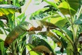 Banana plant with sigatoka disease, fungal disease