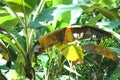 Banana plant with sigatoka disease, fungal disease Royalty Free Stock Photo