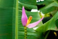 Banana plant starts to bear flower