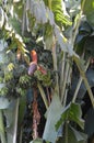 Wild banana trees with fruit
