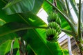 Banana plantain tree with green bananas Royalty Free Stock Photo