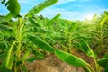 Banana plantation Royalty Free Stock Photo