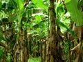 Banana plantation Royalty Free Stock Photo