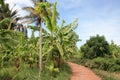 Banana plantation