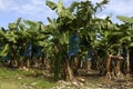 Banana plantation