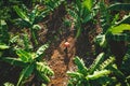 Banana plantation. Aerial shot from above