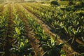 Banana plantation. Aerial shot from above