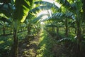 Banana plantation with banana plants