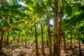 Banana plantation is East Africa