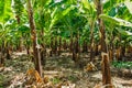 Banana plantation Royalty Free Stock Photo