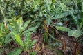 Banana Plantation Field in La Palma, Canary Island, Spain Royalty Free Stock Photo